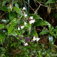 Hedyotis rhinophylla Thwaites ex Trimen